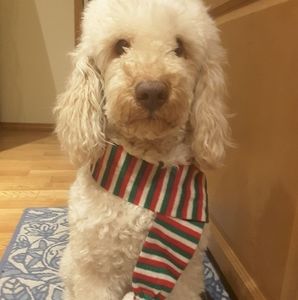 Meet your Posher, Beau